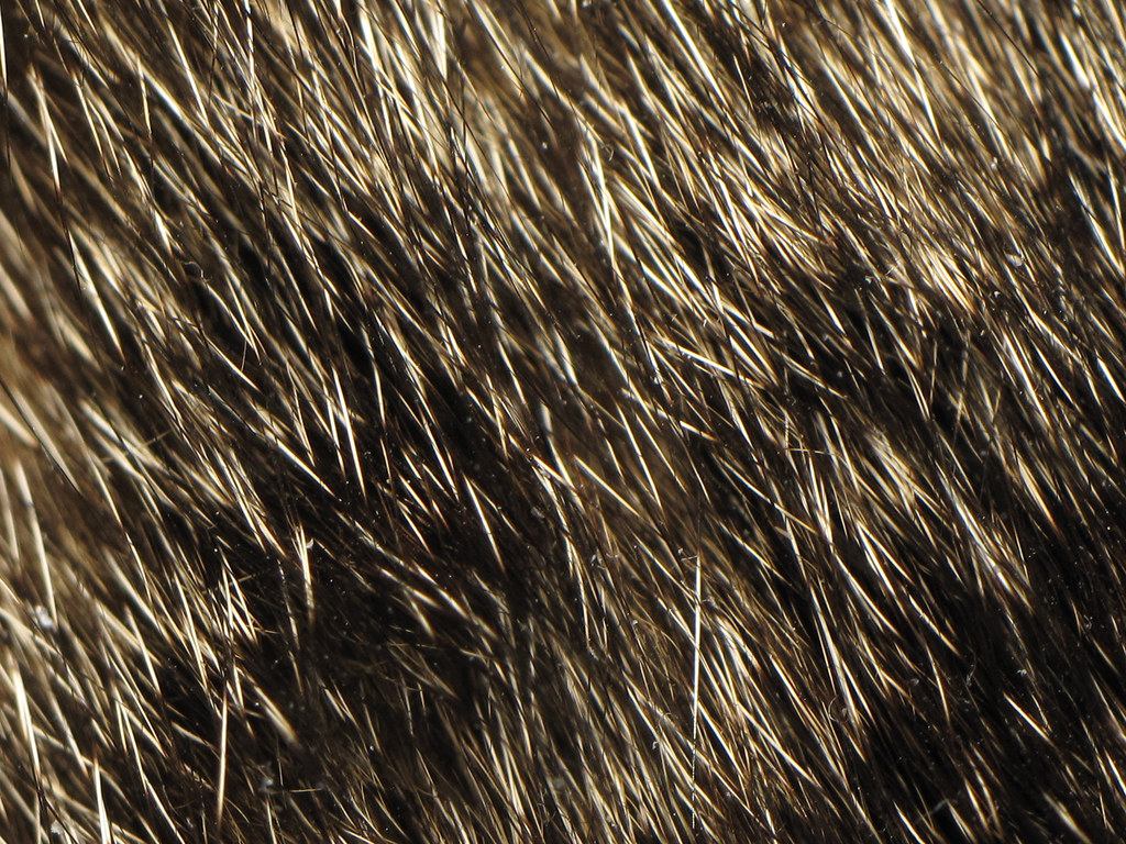 Ticked 1 a photo on Flickriver