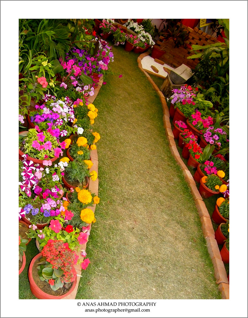 Flower Show Horticultural Society of Pakistan Karachi Flickr