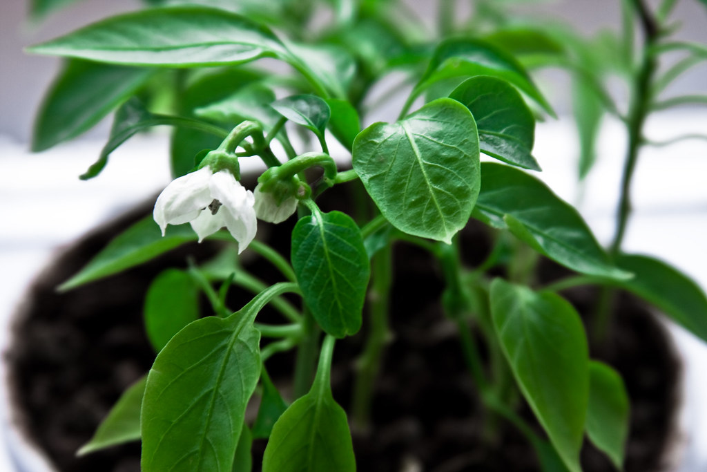 Seeds of paprika Paprika plants growing from seeds that me… Flickr