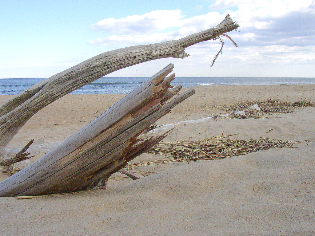Va. BeachDriftwood 2a near Dam Neck, Virginia Beach, VA Flickr