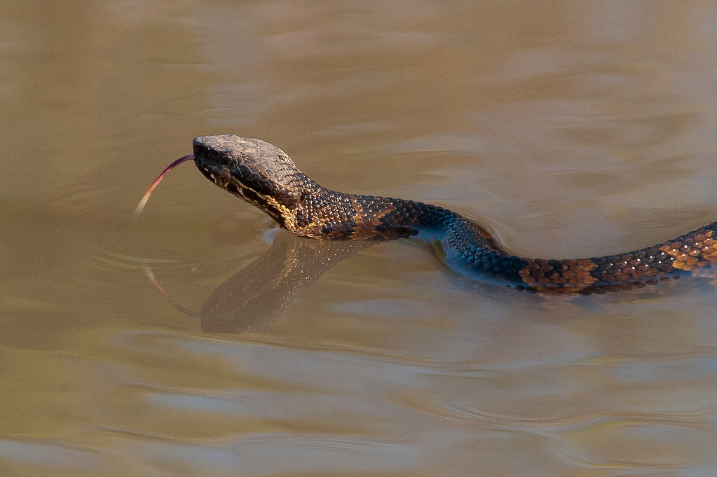 moccasin 4019649 Cottonmouth, Watermoccasin in eastern A… Alan