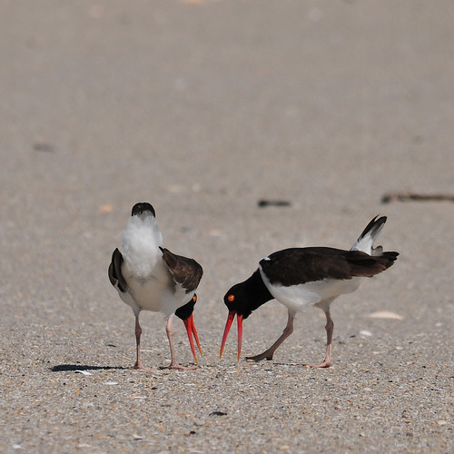 American Oystercatchers I tried for the life of me to see … Flickr