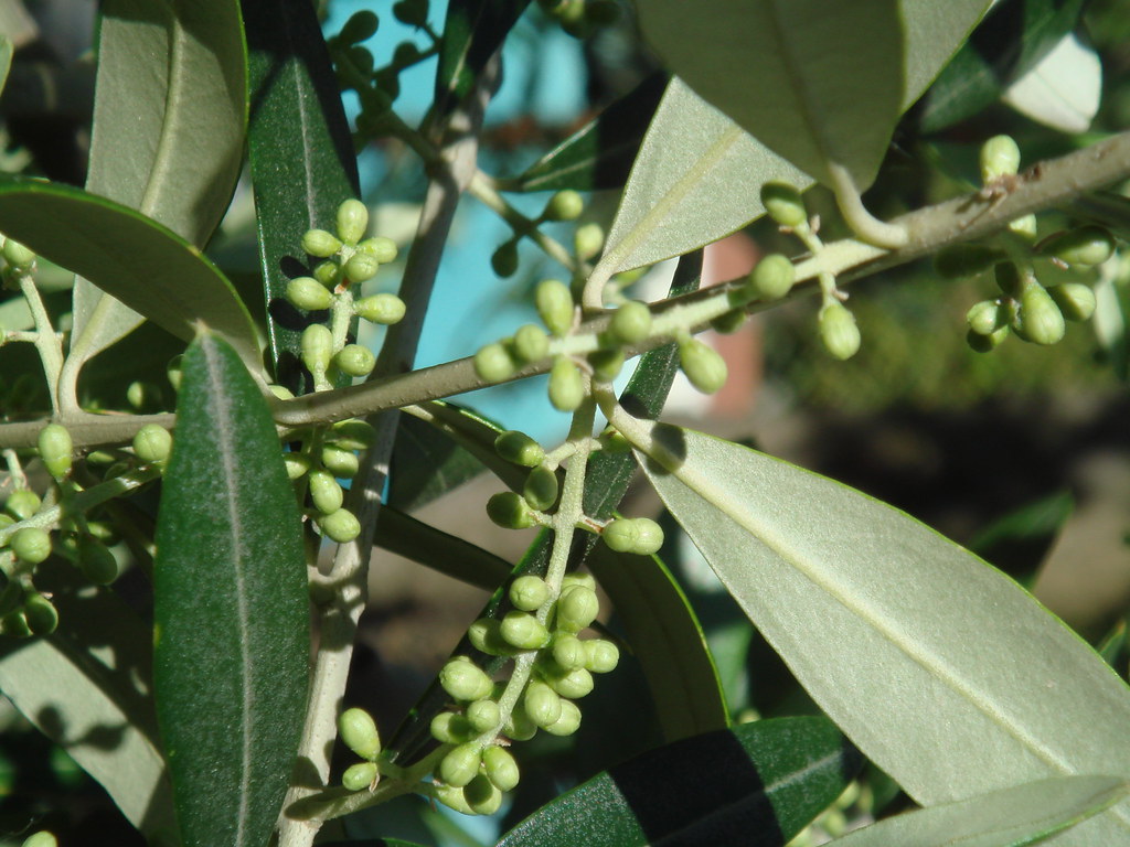 Oilve oil tree, awaiting the flower End of May Gabriele Cantini