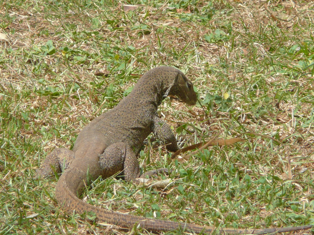 Monitor Lizard Monitor lizard in Sri Lanka gssavage Flickr