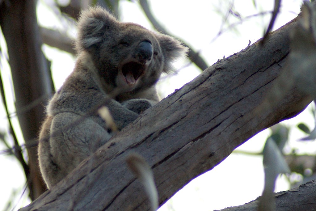 Yawning koala bear in a tree along the Great Ocean Road in… Flickr