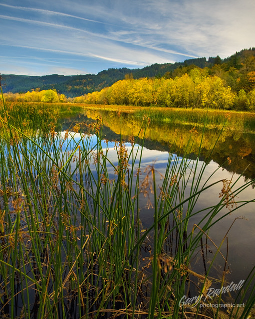 Reeds Columbia River Backwater near Rooster Rock. I can't … Flickr