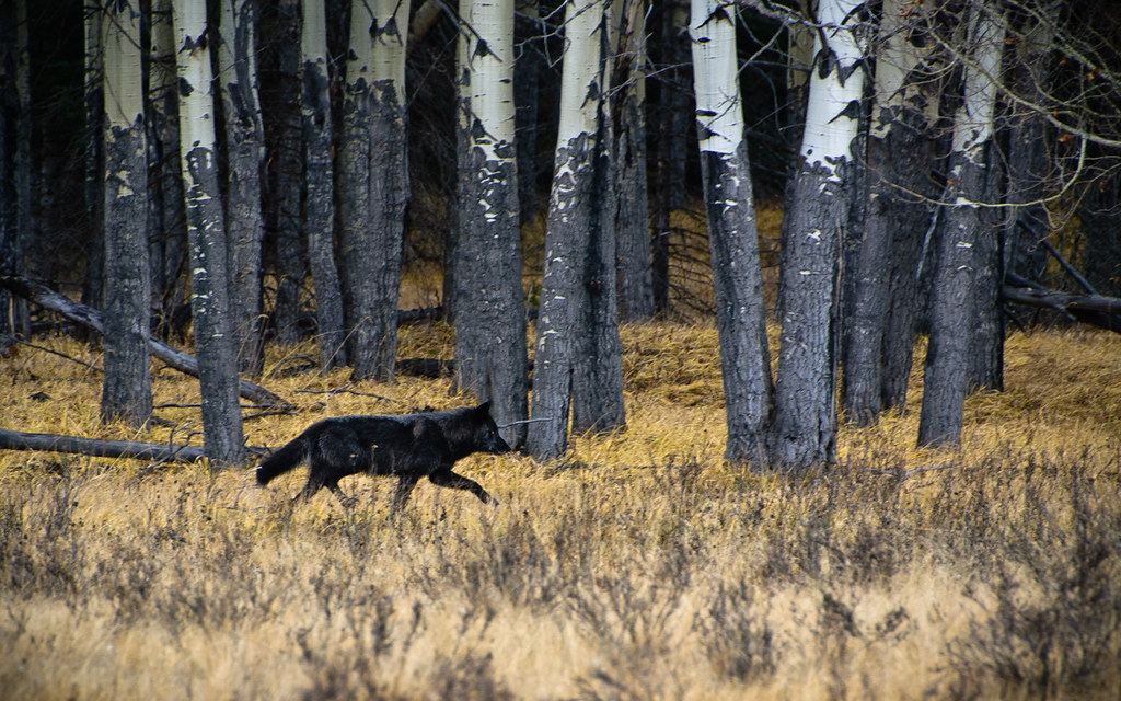 Black Wolf Bow Valley, Banff Too blurred, too far away, … Flickr