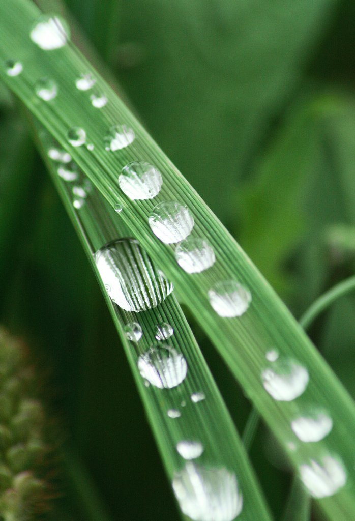 Grass, Magnified Taylor Stading Flickr