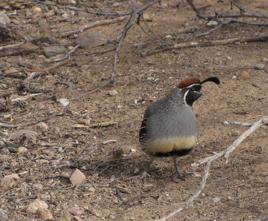 Gambel's Quail, Arizona Gambel's Quail; SE of San Manuel, … Flickr