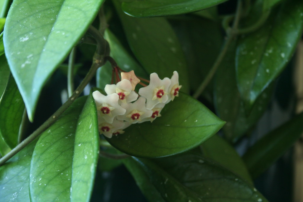 Wax Plant Bloom Getting to Know You This wax plant belong… Flickr