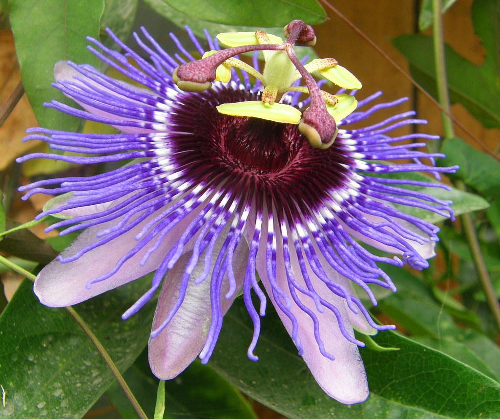 Passion Flower Angie & Chris Pye Flickr