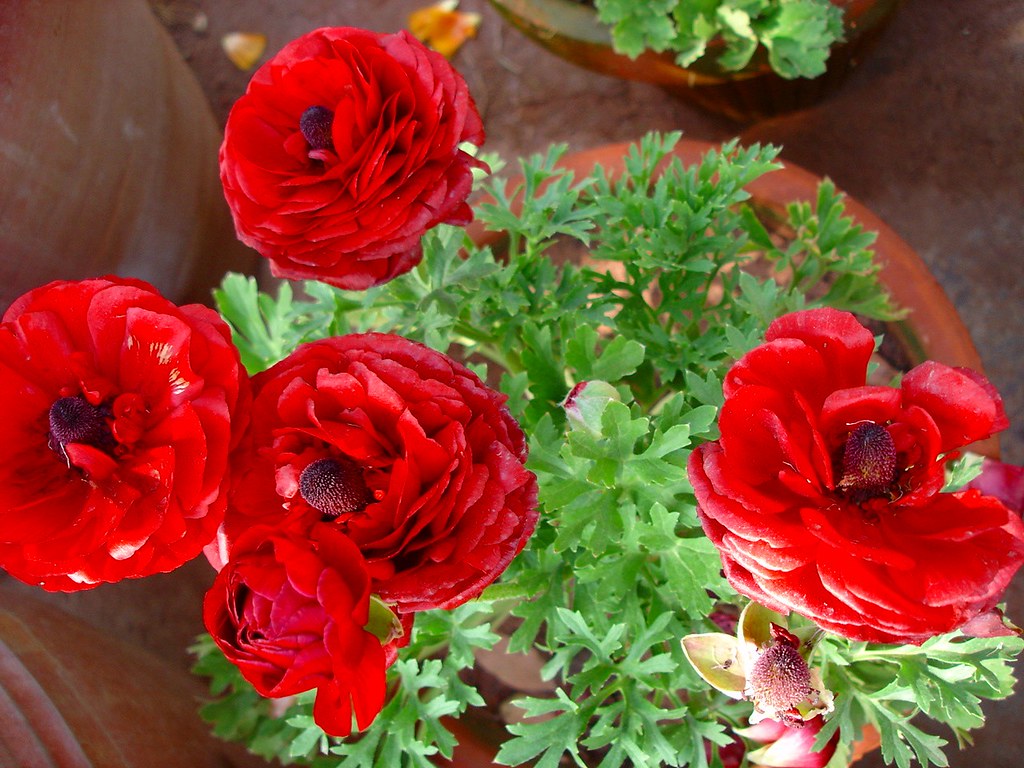 Summer Flowers Start to Bloom, Islamabad Nursery Centre, n… Flickr