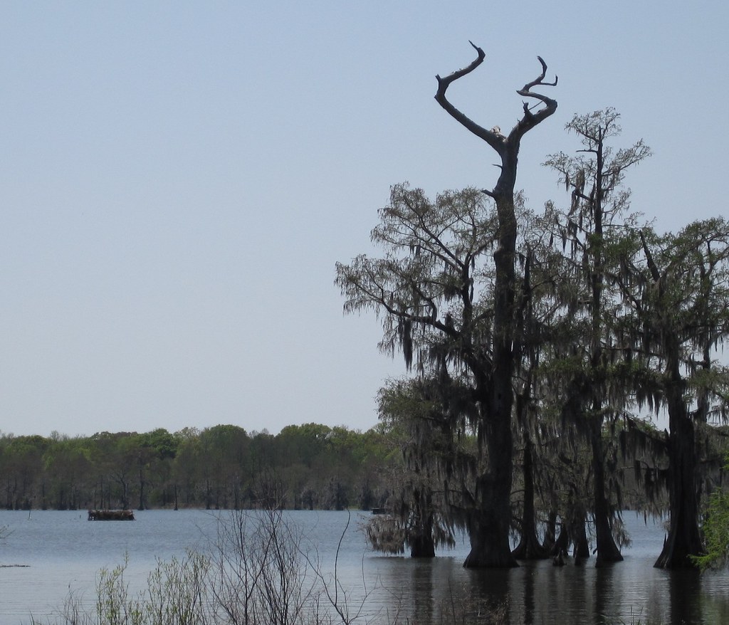 Lafayette, LA Lake Martin Cypress Preserve 018 William Bruce Flickr