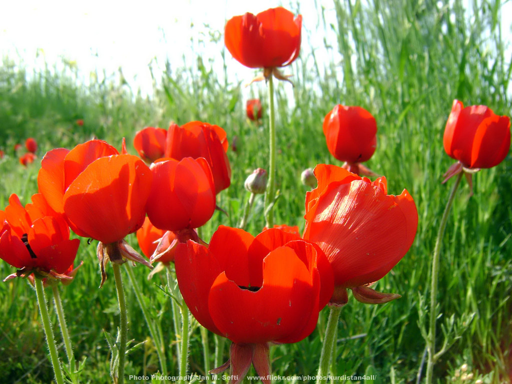 Kurdistan Flowers, Nature, KURDISTAN🌟 كوردستان Flickr