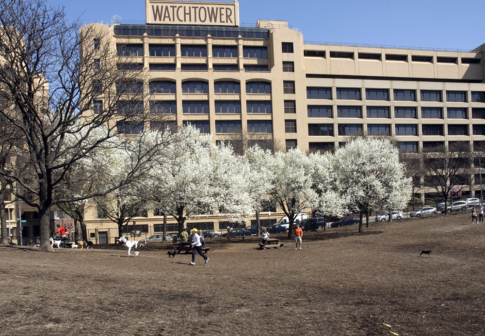 Spring Blossoms at Hillside Park Dog Run, Brooklyn Heights