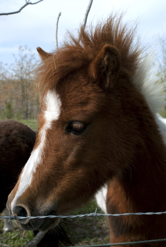 Shetland Pony 01 Shetland Pony, Baxter County Arkansas Eric