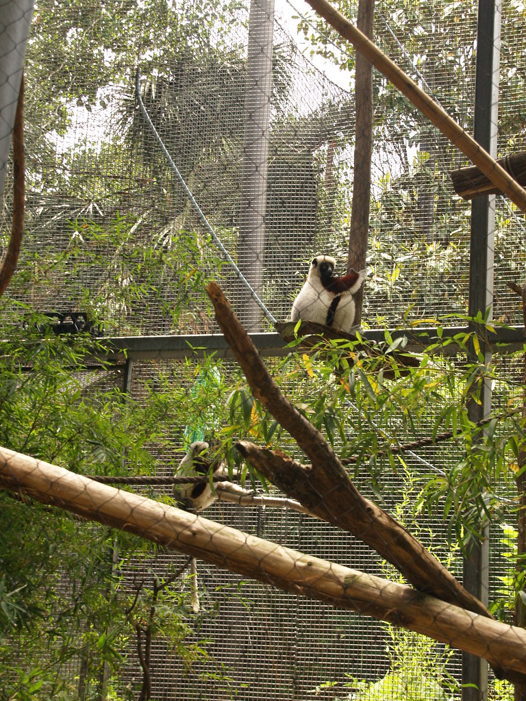 Houston Texas The Houston Zoo in Hermann Park 2010 zoologi… Flickr