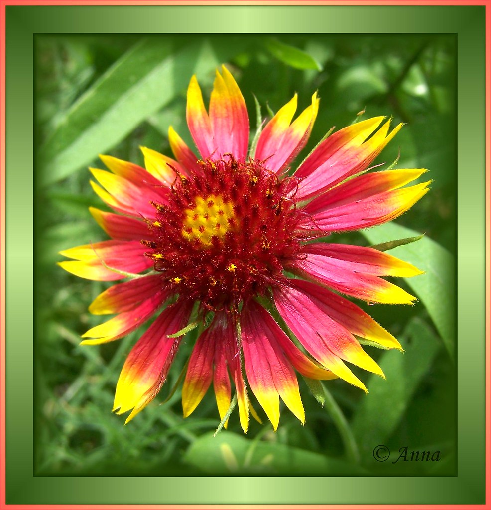 "Indian Blanket" also called "Fire Wheel" © This Indian Bl… Flickr