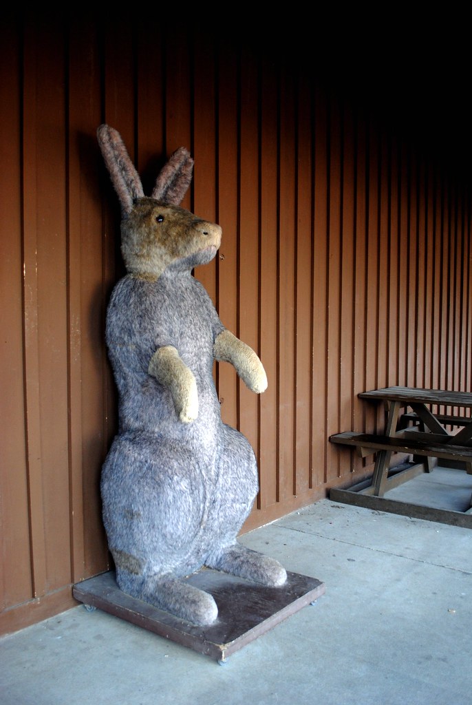 The Six Foot Rabbit! I found him! Run away...run away....I… Flickr