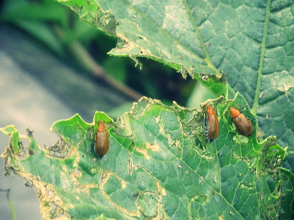 uribae / Cucurbit leaf beetle / ウリハムシ zucchini leaves bein… Flickr
