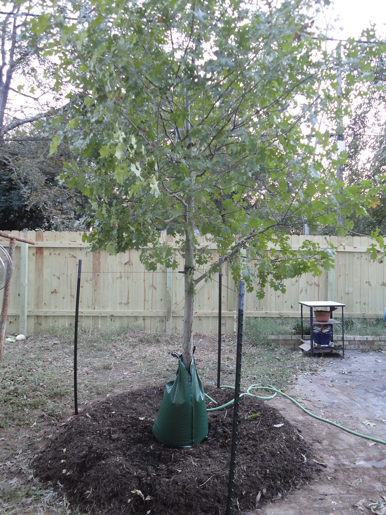 Red Oak This is our other large tree. The city arborist de… Flickr
