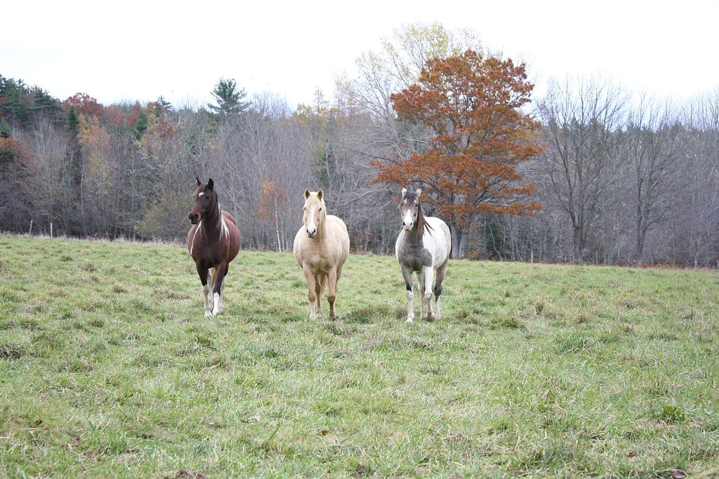 Caledonia, Queens County, Nova Scotia I don't know much ab… Flickr