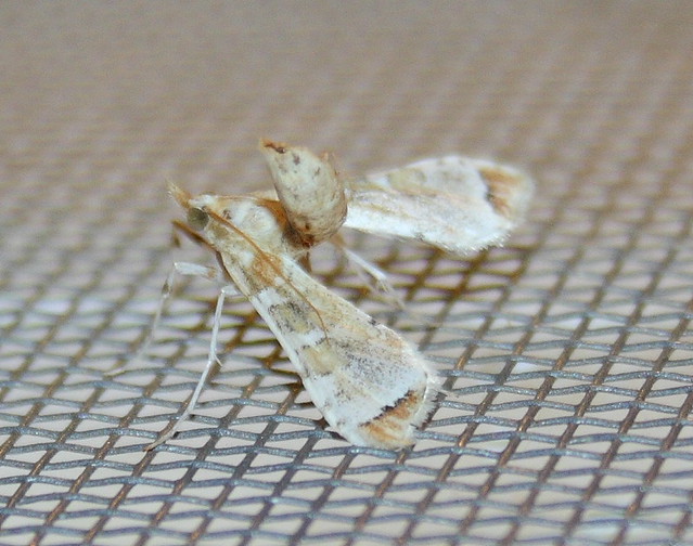 Crambidae>Sceliodes cordalis Eggplant fruit borer IMG9636 Flickr