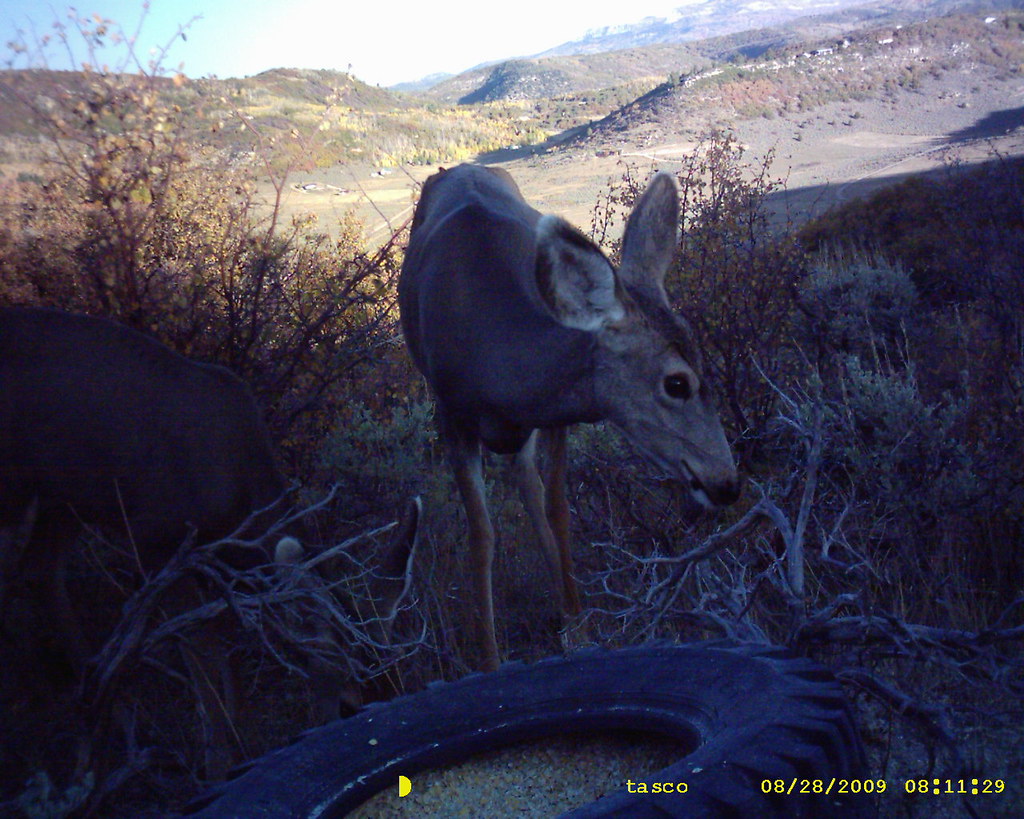 SUNP0736 Acord Lake wildlife. Tried to get them all summer… Flickr