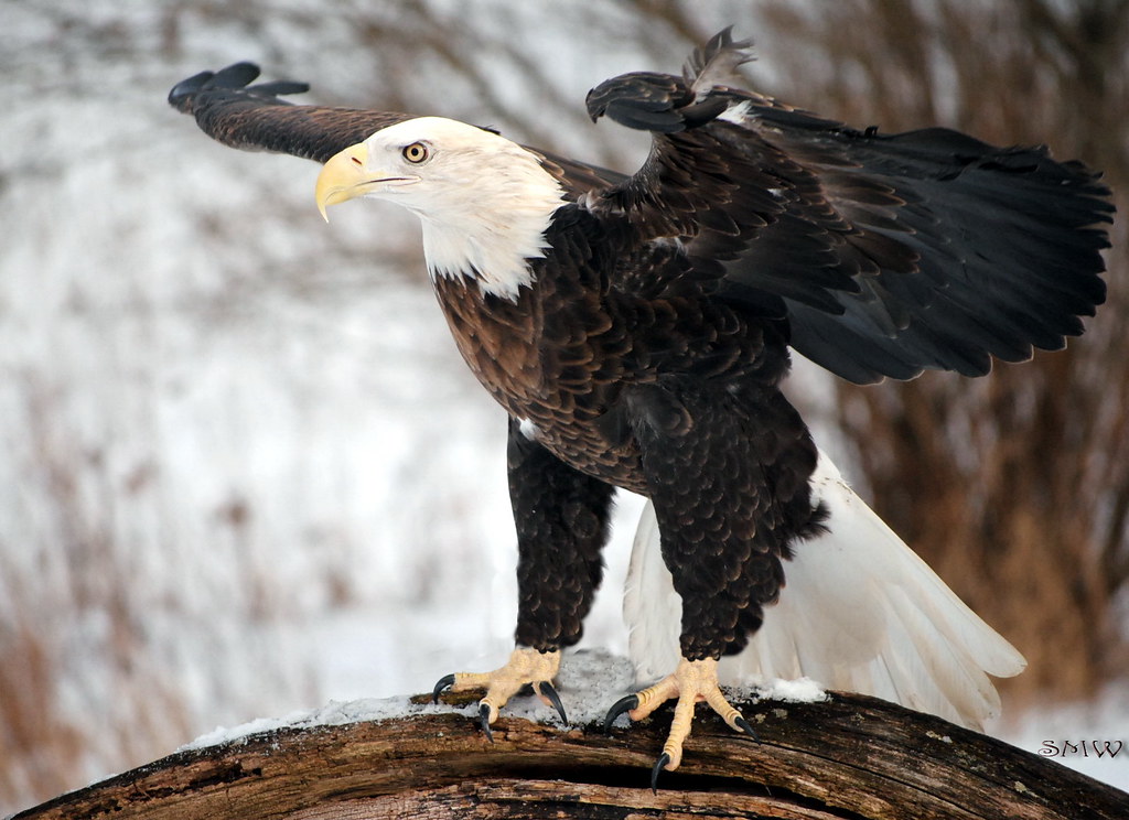 All sizes Bald Eagle Flickr Photo Sharing!