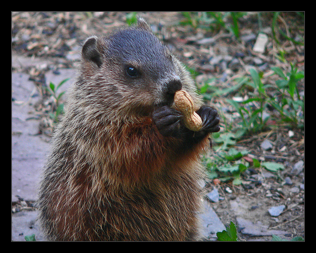 Baby Groundhog with Peanut Taken in East Vassalboro, Maine… Flickr
