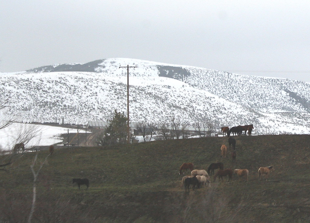 Horses near Weiser Idaho Horses near Weiser Idaho. Horse C… Flickr