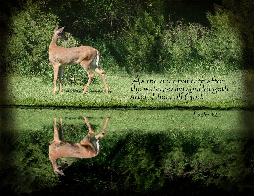 Why do deer pant for water