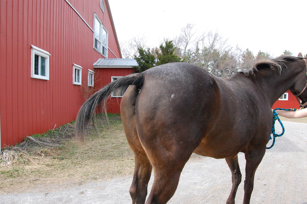 horse butt! onesaltedbean Flickr
