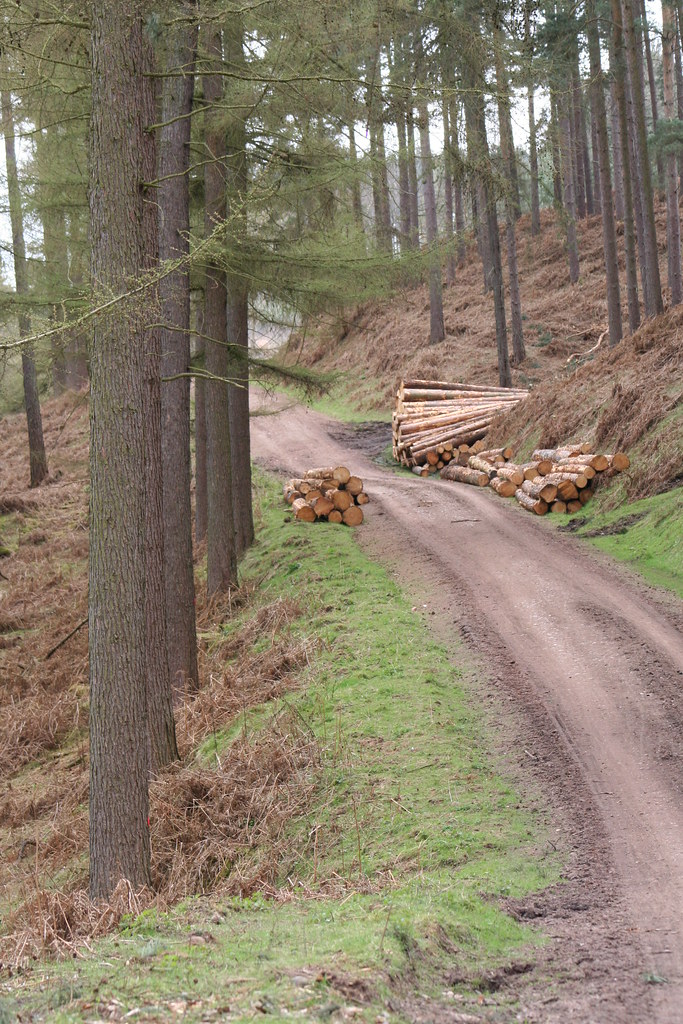 Cannock Chase quimby Flickr