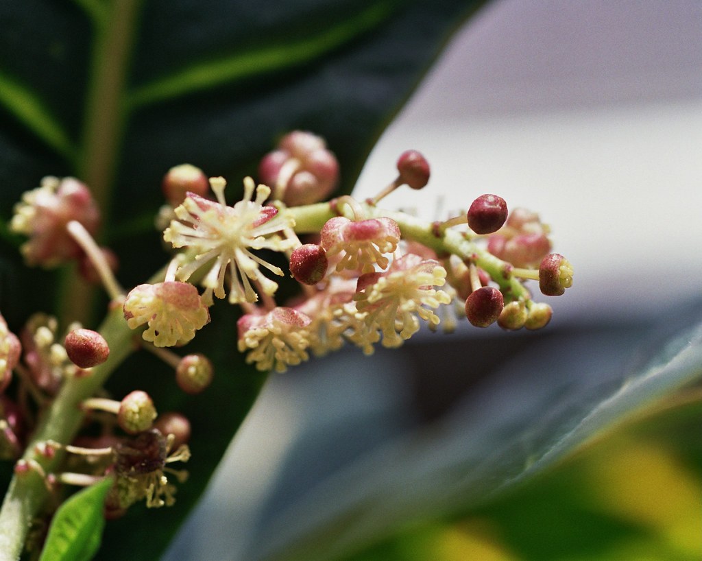 Croton Blooms These were incredibly tiny buds on our Croto… Flickr