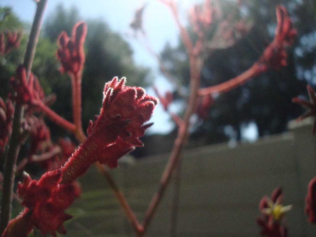 Flowers Zoe Concha Flickr