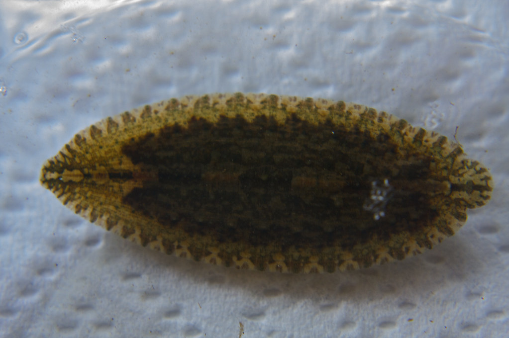 Snail Leech Glossiphonia complanata, SIUC Campus Lake Paul Flickr