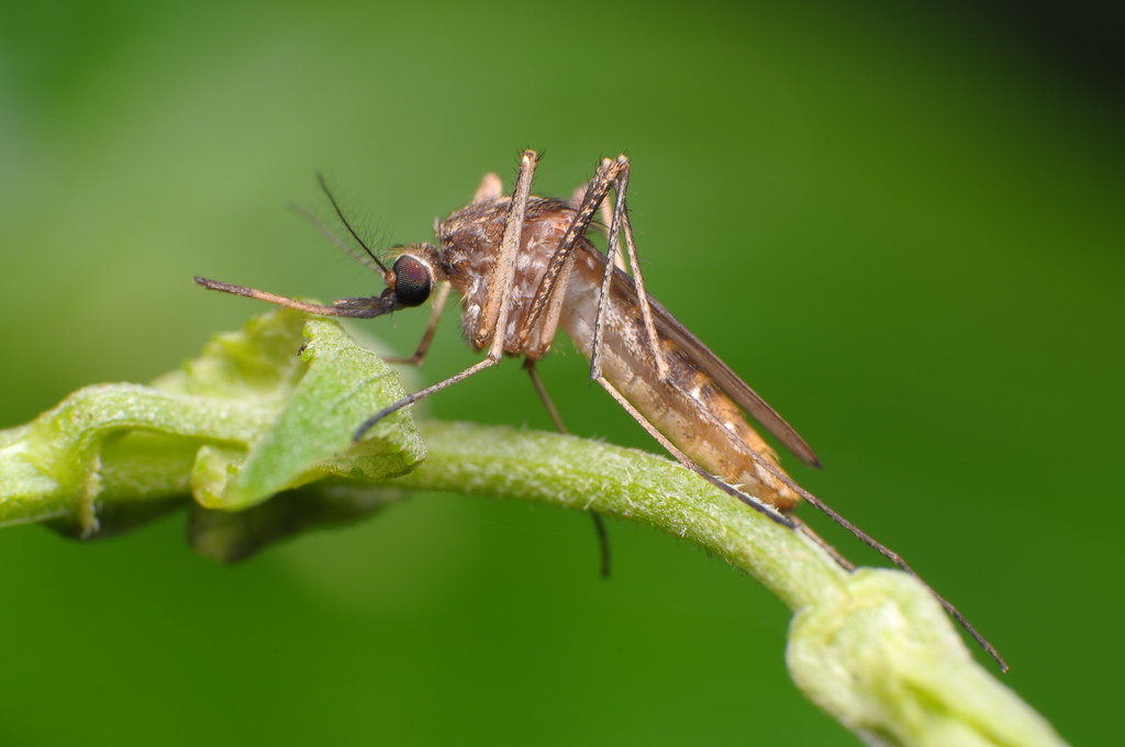 Mosquito A Mosquito is a common insect in the family Culic… Flickr