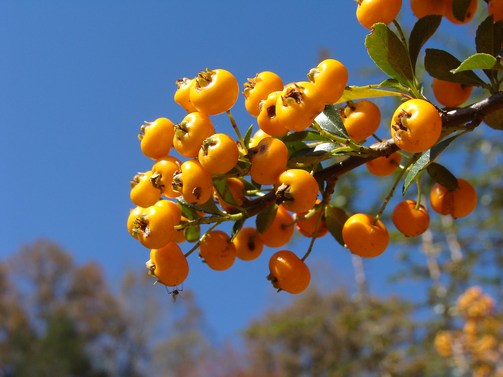 Firethorn, Pyracantha, little yellow berries on bush, NC 2… Flickr