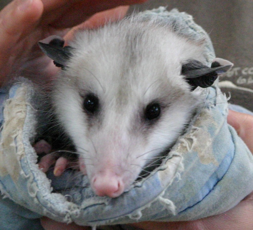 Baby opossum A baby opossum peeks from its pouch. Image ta… Flickr