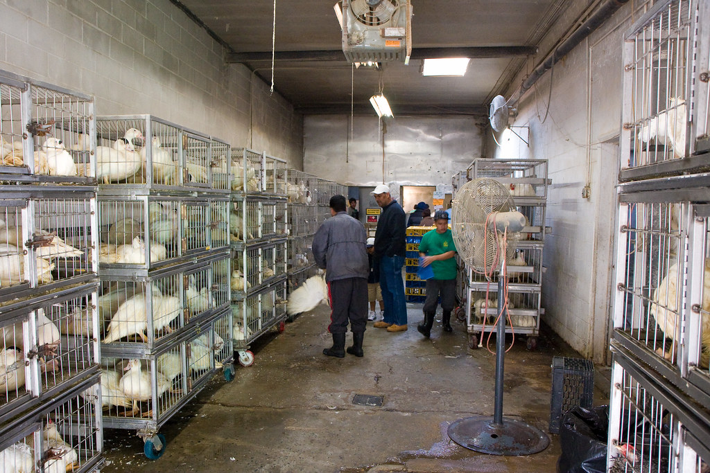 Madani Halal slaughterhouse We Heart New York Madani Hala… Flickr