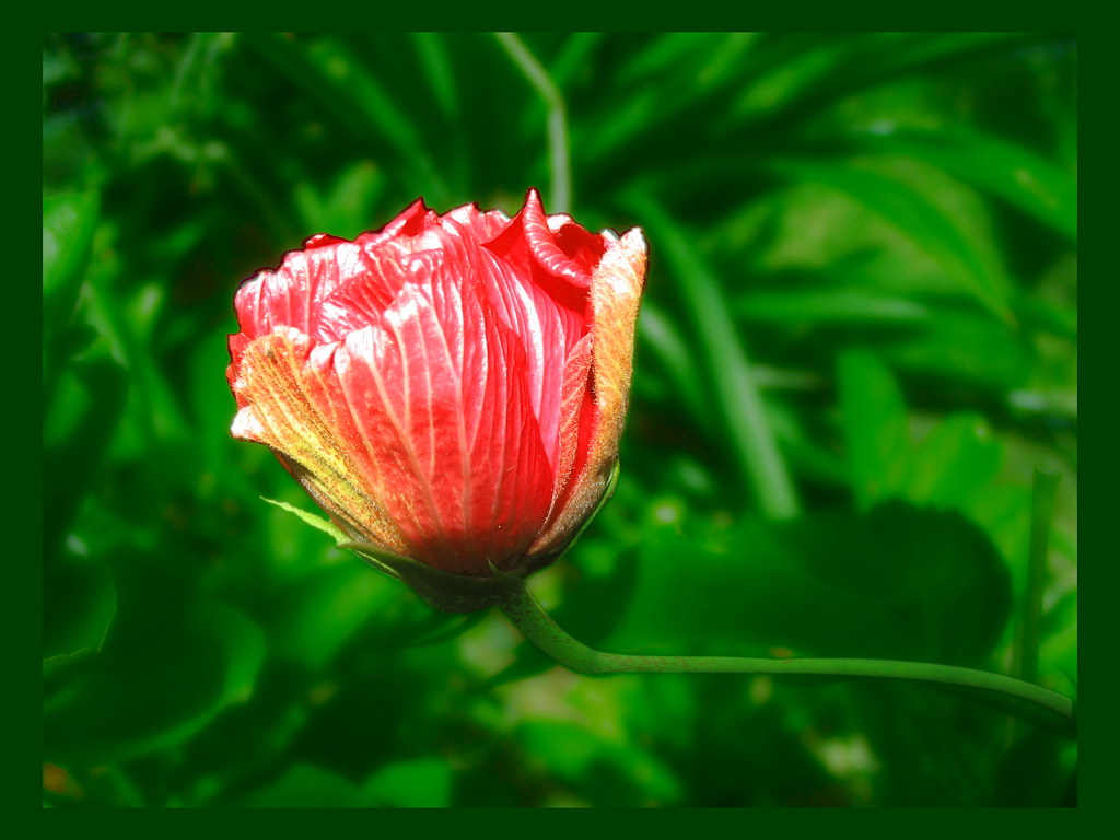 Gumamela bud Gumamela is Filipino for hibiscus. Harry Carpio Flickr