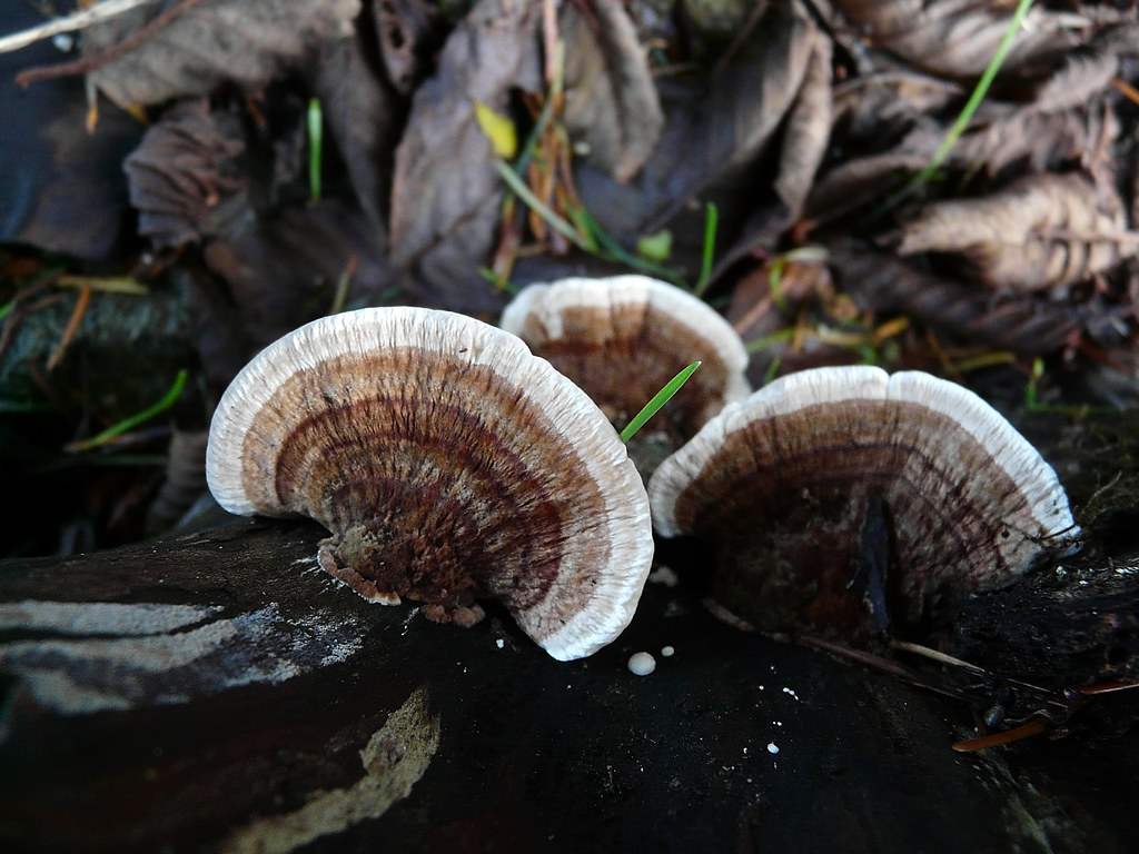 greenlining the tach Mike Carroll Flickr