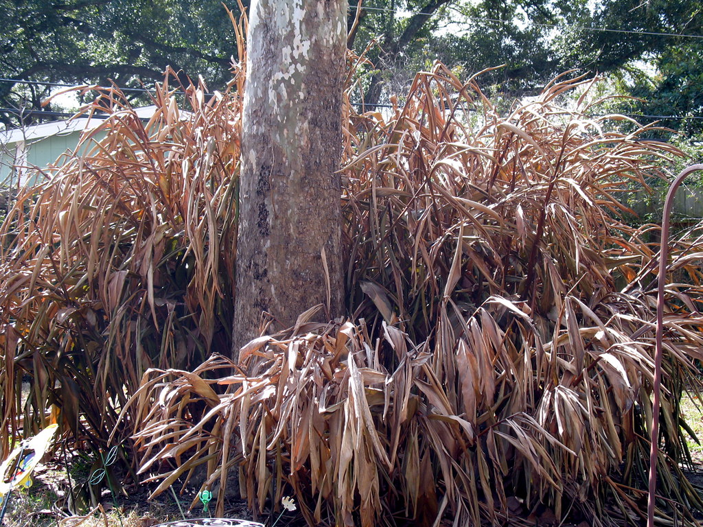 Dead Gingers I'm still hopeful these will come back from t… Flickr