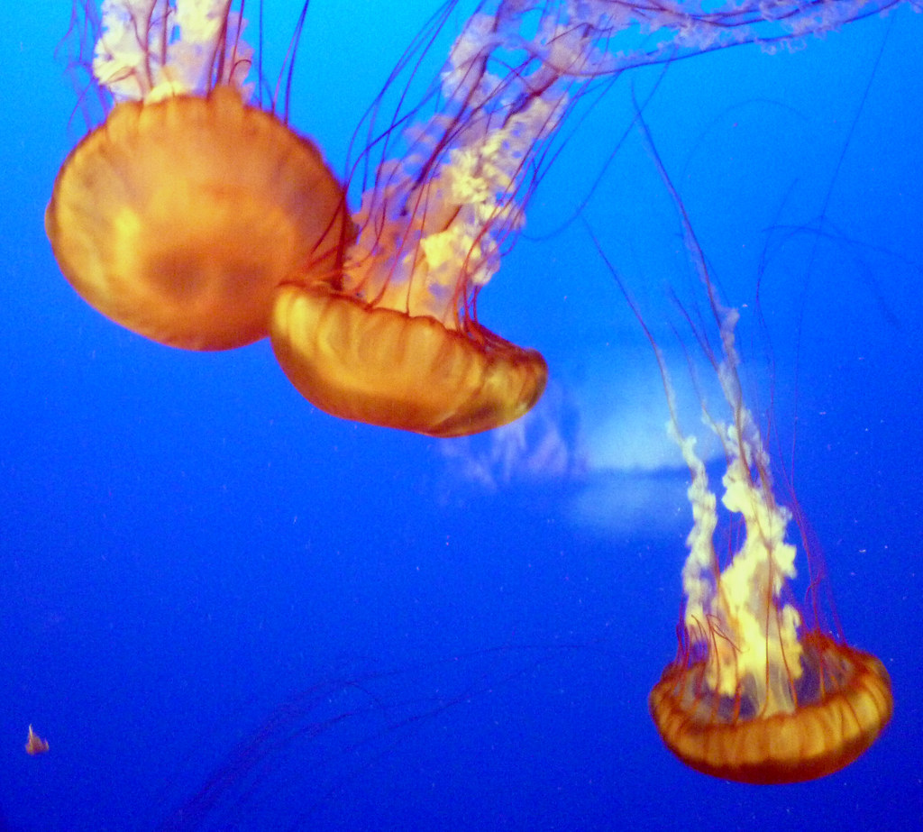 Glowing Jellyfish Some of the jellyfish which live in