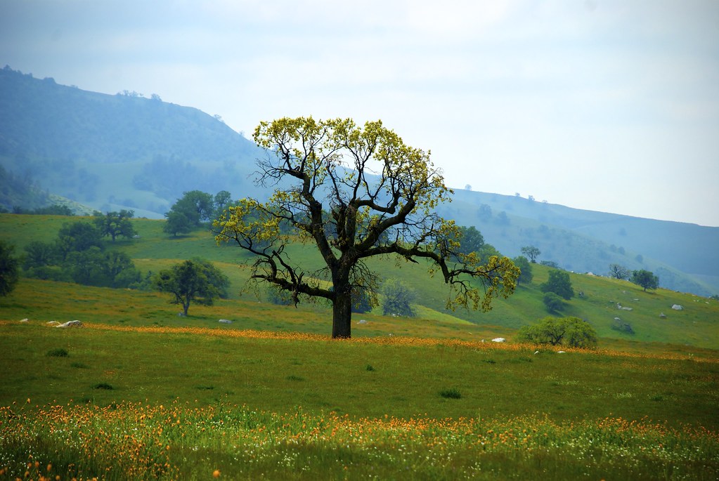 Arvin, CA wildflowers on Highway 223, East of Arvin, CA DClemm Flickr