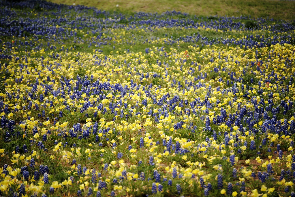and yellow flowers Denise Flickr