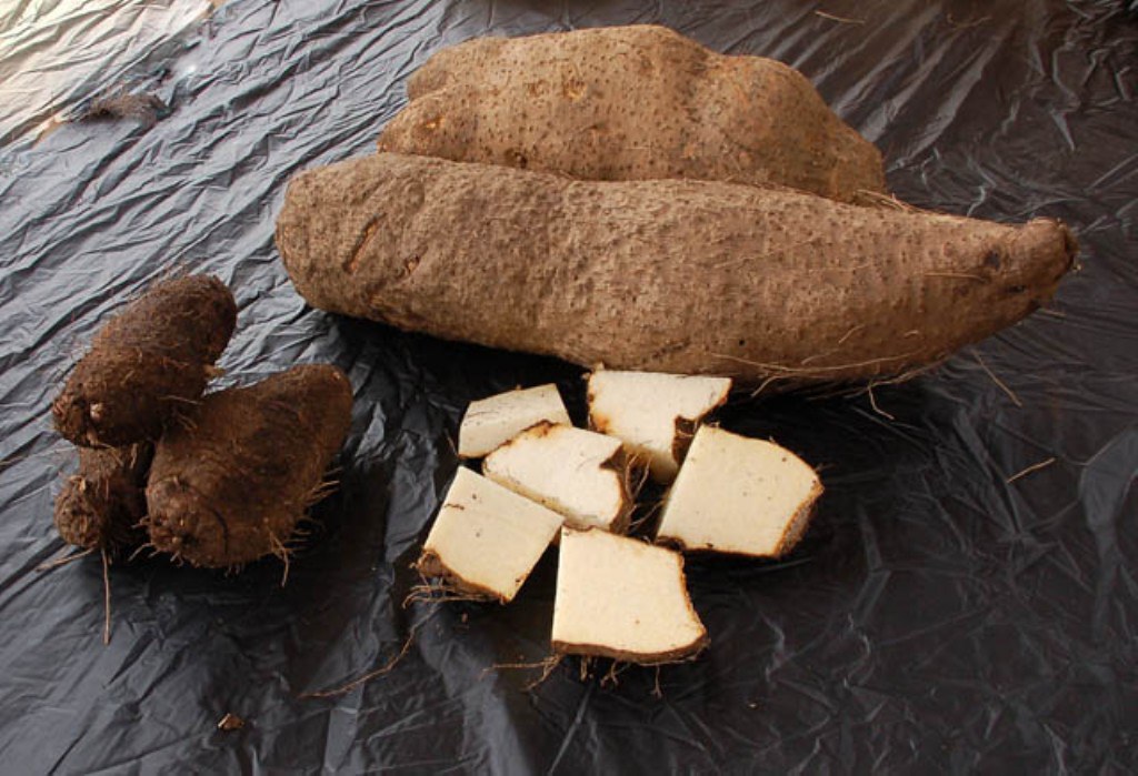 Yam tubers and yam minisetts Yam tubers and yam minisetts … Flickr