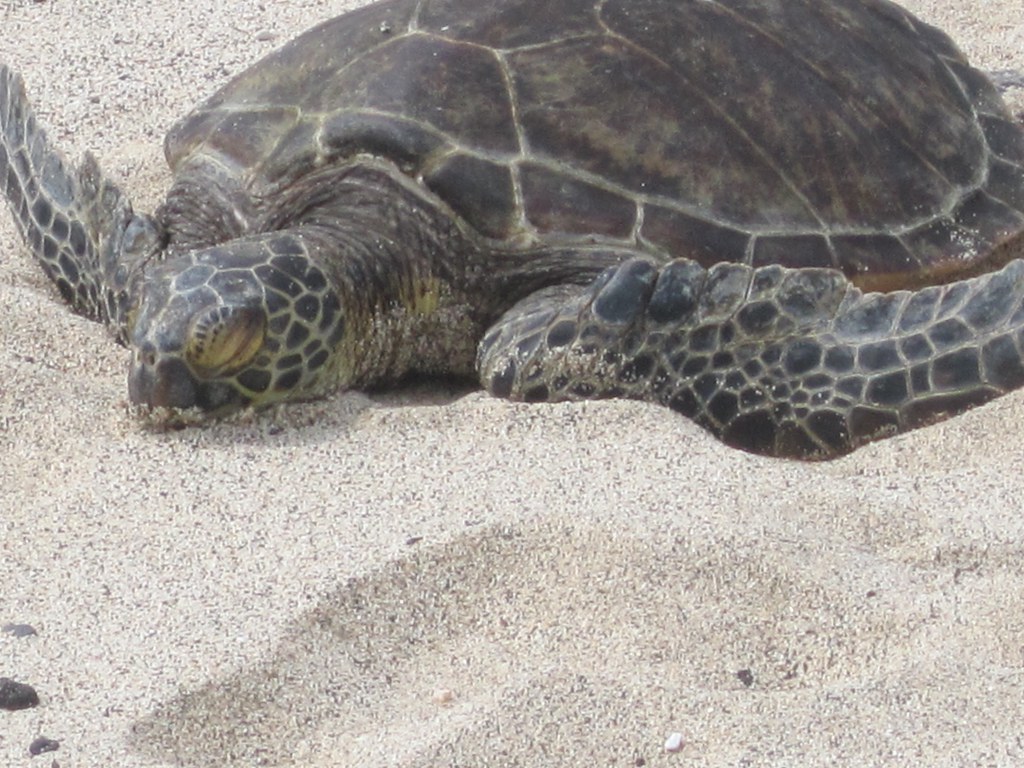 Green turtle chilling on the sand. Ian Brown Flickr