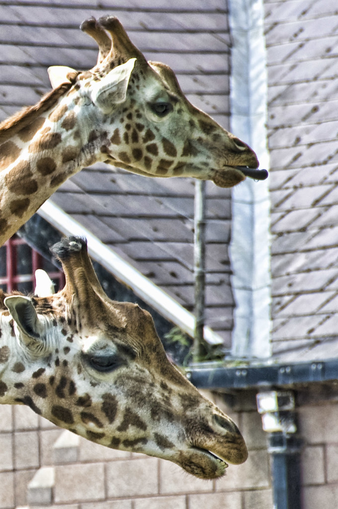 Belfast Zoo Giraffes 1 tatchie Flickr